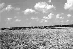 Засіяне пшеничне поле