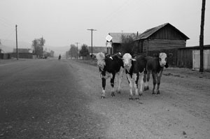 В селе Улан-Одон. Возможно эта тройня телят появилась на свет благодаря усилиям шамана, просившего увеличения поголовья коров для сельчан